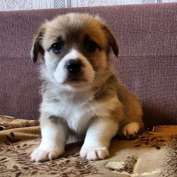 regalo cucciolo regalo husky