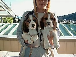 cuccioletto di beagle mini 