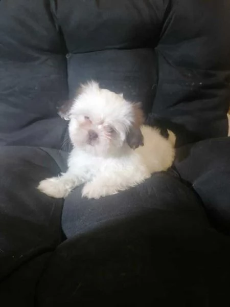 shi tzu cuccioli, due maschi disponibili.