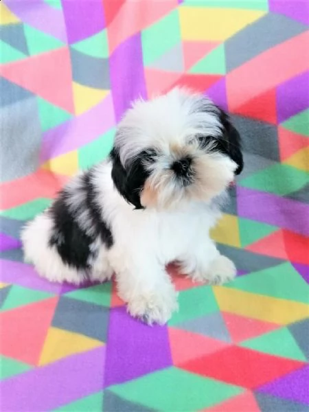  shih tzu cuccioli 