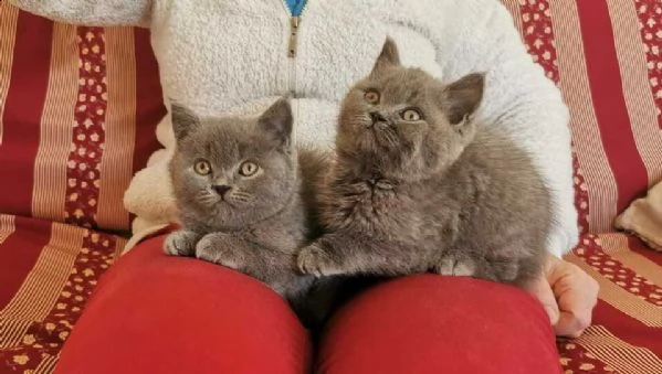  cuccioli british shorthair blu e lilac 