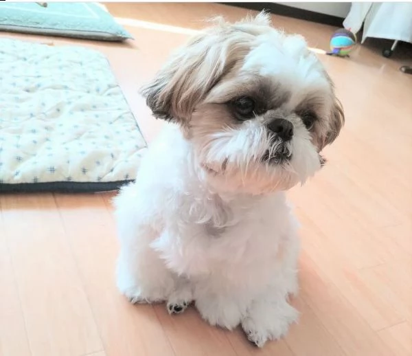 regalo cucciolo regalo cuccioli di shitzu