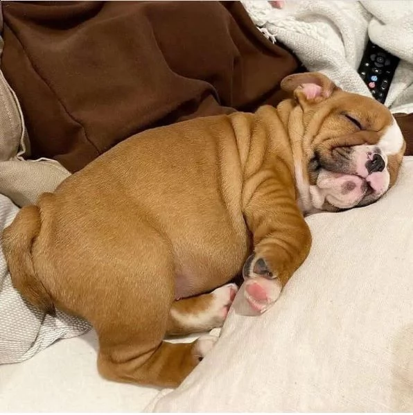 regalo di razza pura regalo bulldog inglese regalo cucciolo