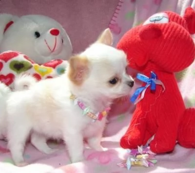 cuccioli di chihuahua sani