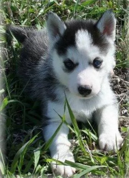 il siberian husky ha bisogno di una nuova casa | Foto 0