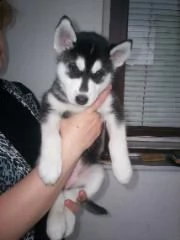 il siberian husky ha bisogno di una nuova casa