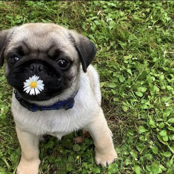 cuccioli di carlino pronti ora | Foto 1
