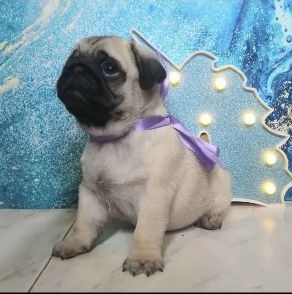 cuccioli di carlino pronti ora