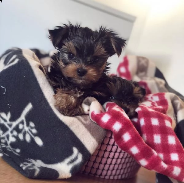 disponibili cuccioli di yorkie | Foto 1
