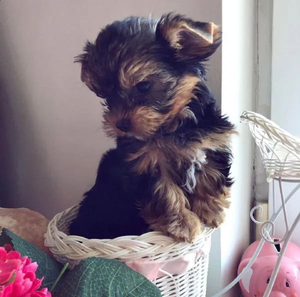 disponibili cuccioli di yorkie | Foto 0