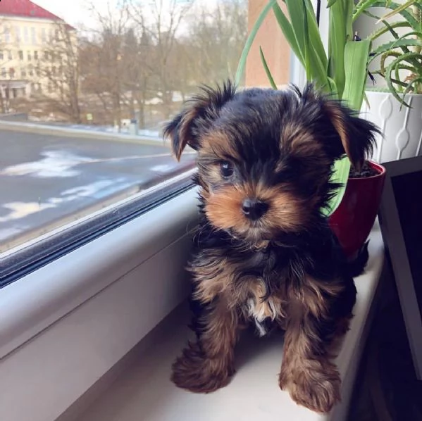 disponibili cuccioli di yorkie