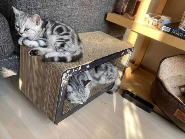 vendo gattini british shorthair | Foto 1