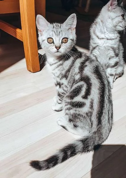 vendo gattini british shorthair | Foto 0