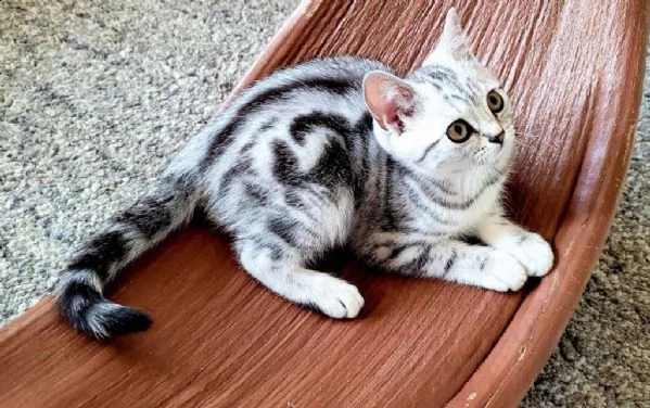 vendo gattini british shorthair