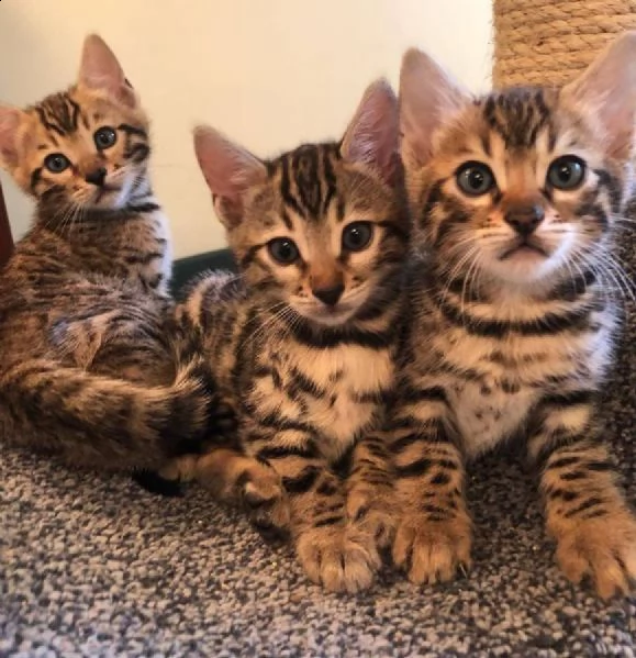 gattino del bengala 4 maschi 3 femmine ..ghg