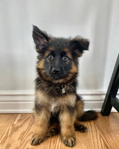 vendo cuccioli di pastore tedesco | Foto 0