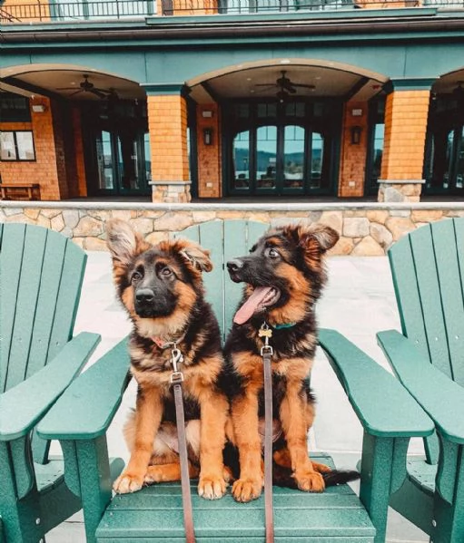 vendo cuccioli di pastore tedesco