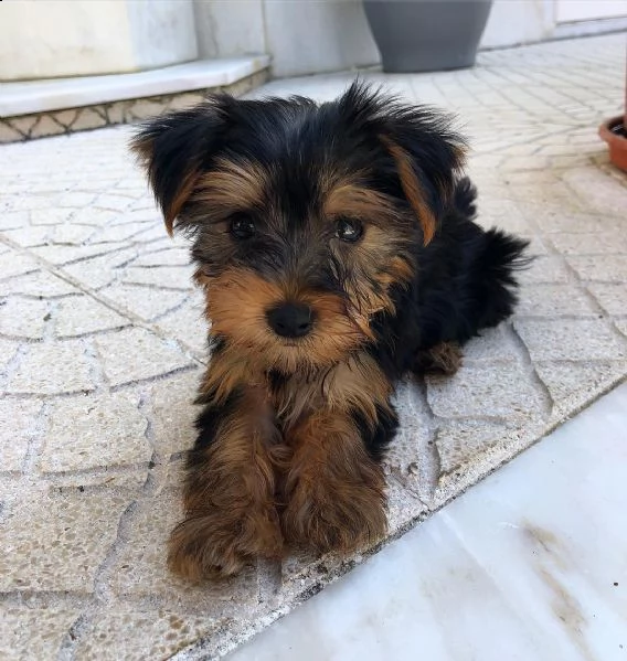 cuccioli di yorkie maschi e femmine | Foto 1