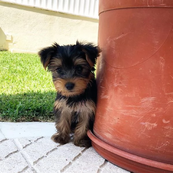 cuccioli di yorkie maschi e femmine | Foto 0