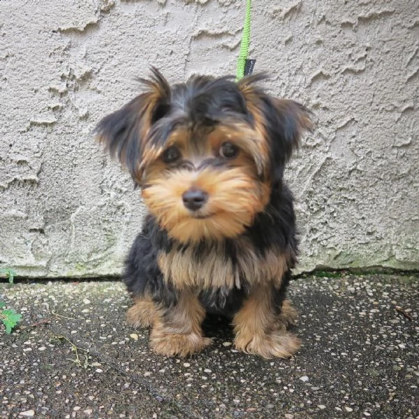 cuccioli di yorkie maschi e femmine