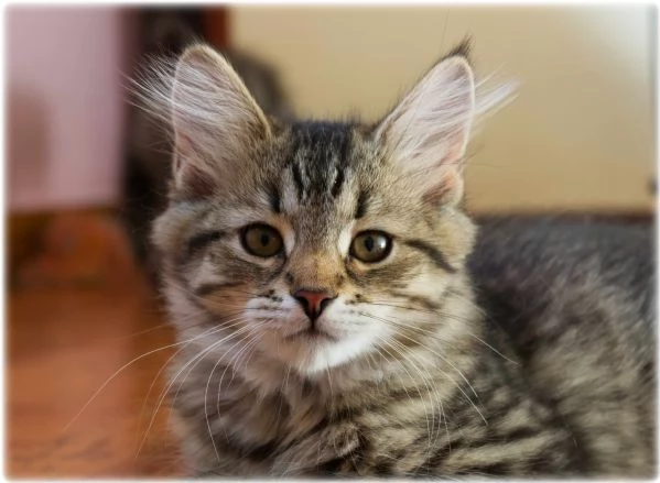 Cuccioli di gatto siberiano