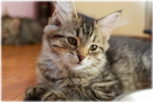 Cuccioli di gatto siberiano | Foto 5