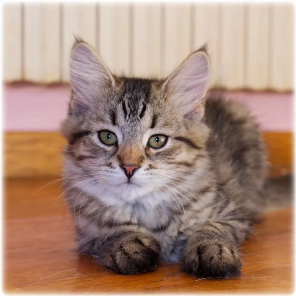 Cuccioli di gatto siberiano | Foto 4