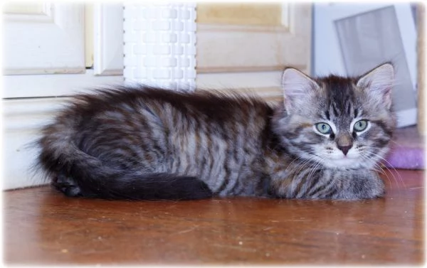 Cuccioli di gatto siberiano | Foto 3