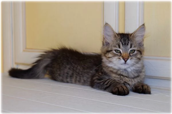 Cuccioli di gatto siberiano | Foto 2