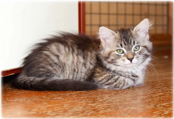 Cuccioli di gatto siberiano | Foto 1