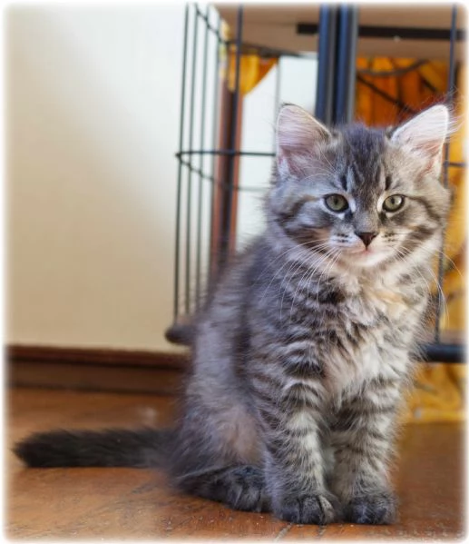 Cuccioli di gatto siberiano | Foto 0