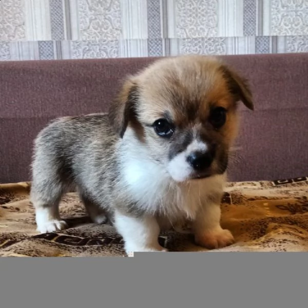 regalo cucciolo regalo husky