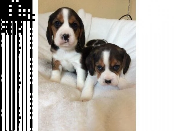  cuccioli di beagle 