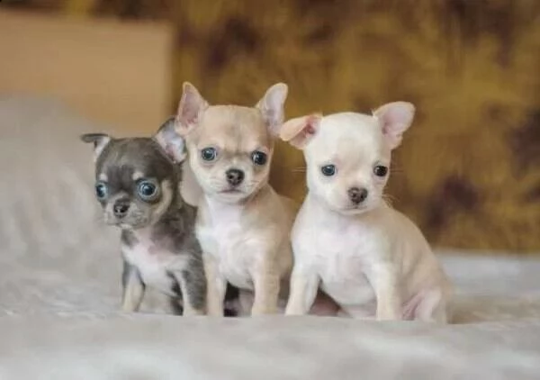 cuccioli di pincher chihuahua sia maschi che femmina