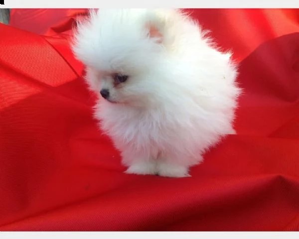 cuccioli di spitz di pomerania buonissimi inteligentissimi