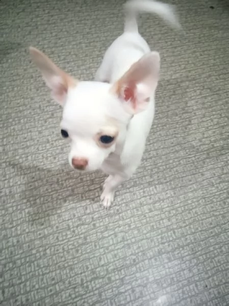 tyftyfytf regalo cucciolo regalo cuccioli di chihuahua