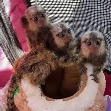 scimmia marmoset perfetta per i tuoi bambini.in questo momento