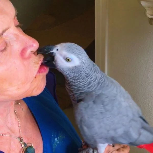 pappagallo cenerino africano medio