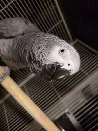 pappagallo africano di bell'aspetto grigio puro