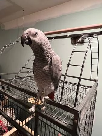 femmina grigia africana…