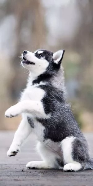  regalo cuccioli siberian husky maschio e femmina abbiamo disponibili cuccioli di siberian husky mas