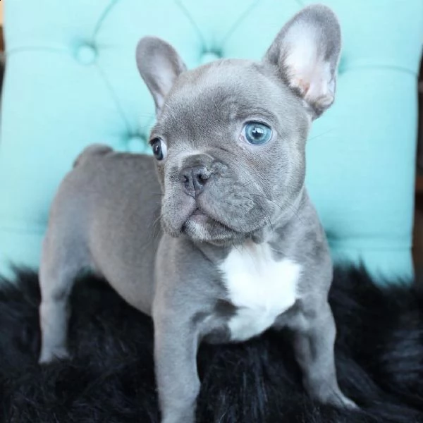 bulldog francese puro in vendita vicino a me