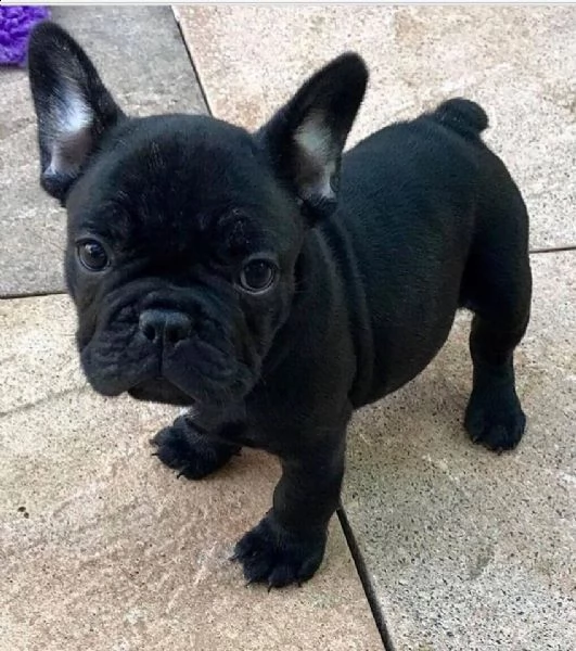 vendo cuccioli di bulldog francese | Foto 0