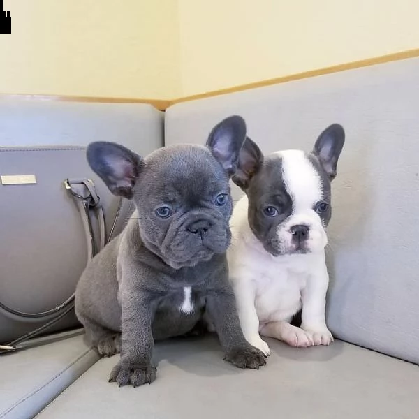 vendo cuccioli di bulldog francese
