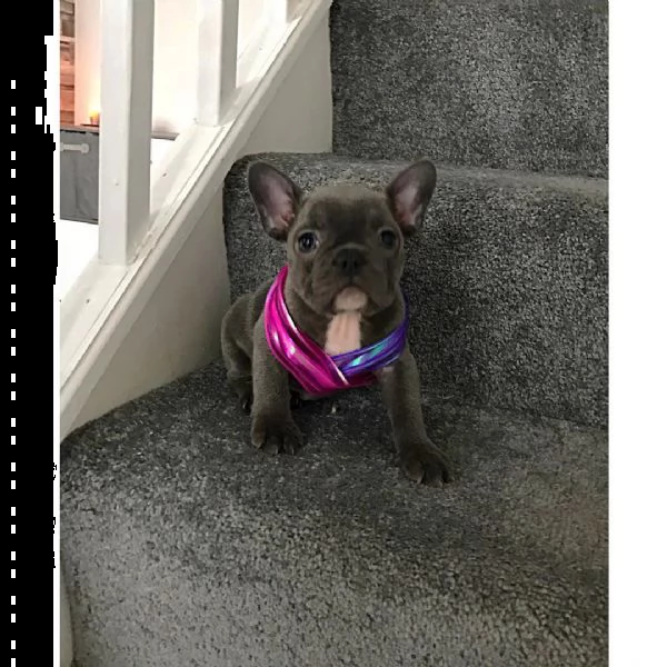 bulldog francese pronto ora | Foto 0
