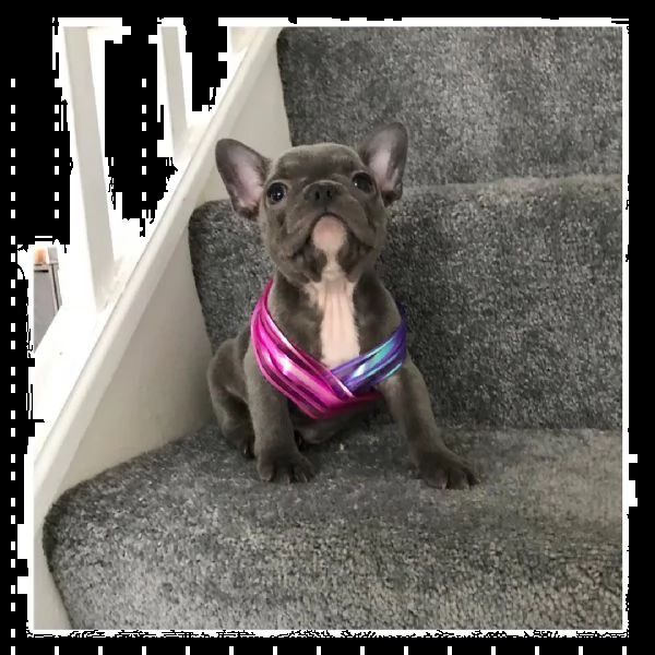 bulldog francese pronto ora