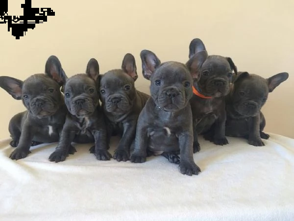 vendo cucciolo di bulldog francese