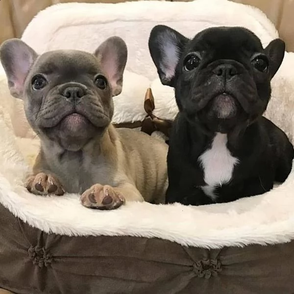 vendo cucciolo di bulldog francese | Foto 1
