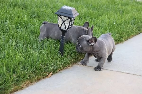 bulldog & bouledogue francese cuccioli