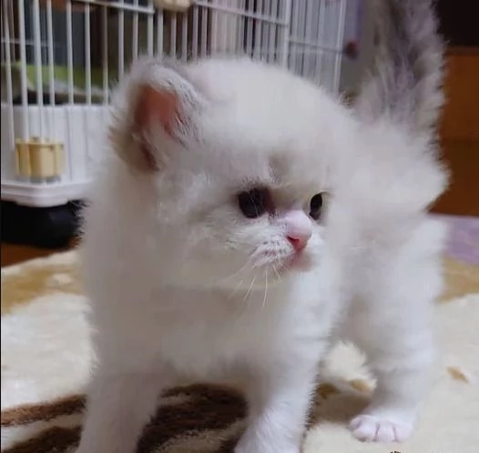 adozione subito di munchkin gattini